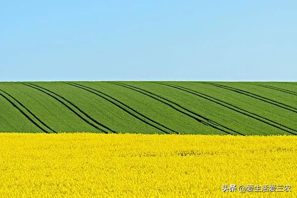 哪些种植项目能亩收益过万元？