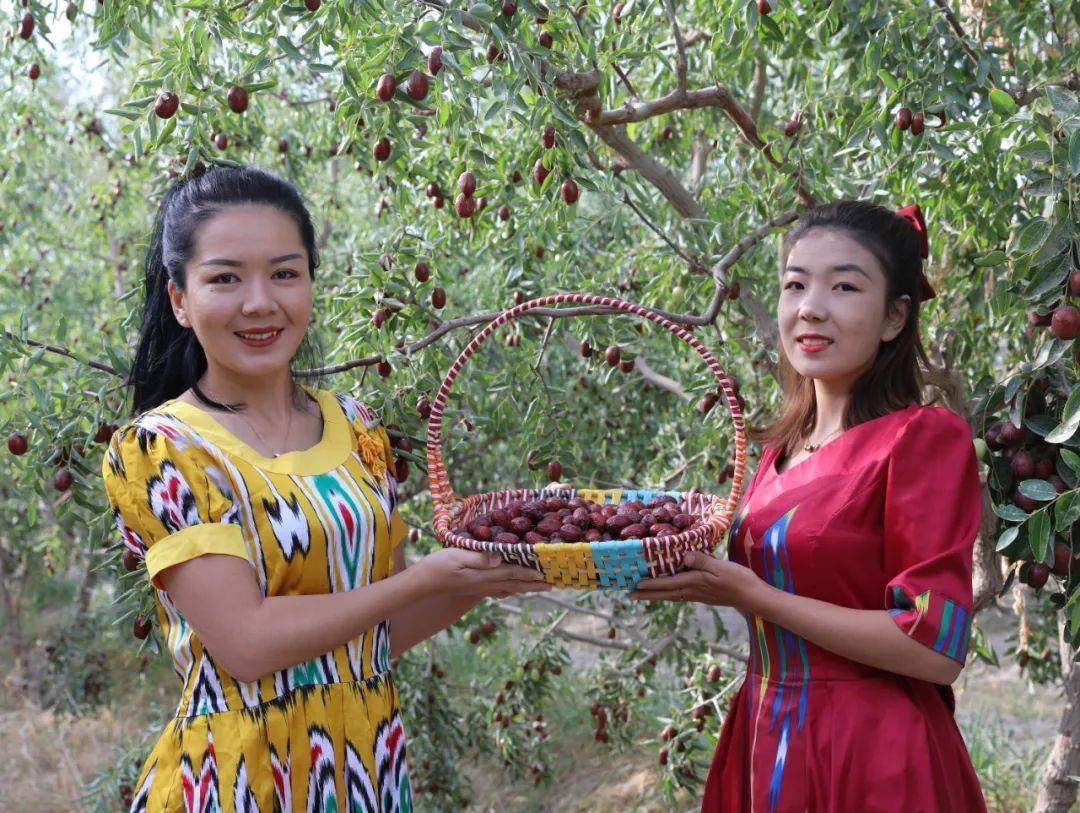 若羌：金秋时节枣飘香农民丰收笑开颜