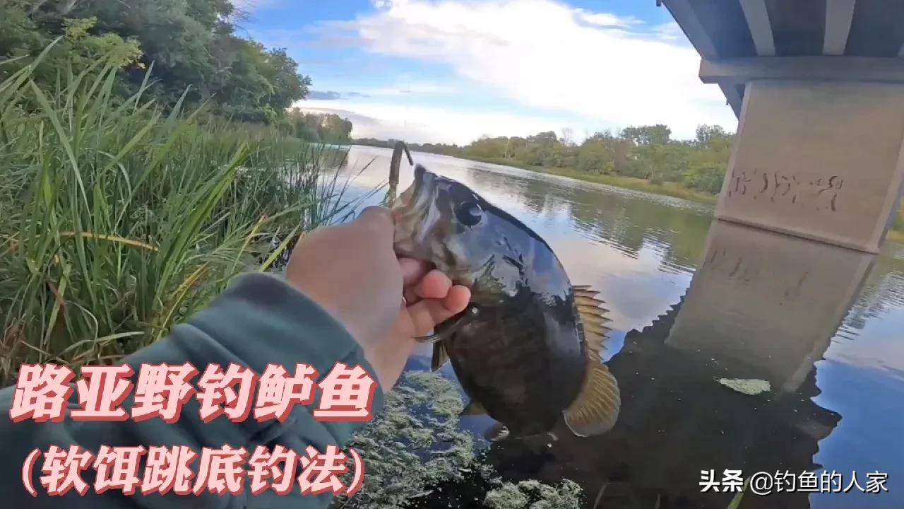 路亚野钓教学视频，钓获鲈鱼、马口鱼、桃花鱼、赤眼鳟鱼