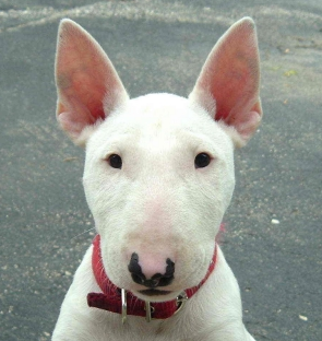 河北一市就禁养犬标准征求意见 牛头梗、蒙古细犬……看看拟禁养的狗狗有哪些