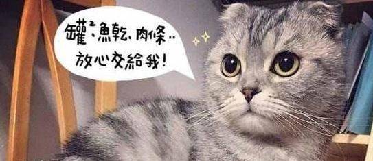 古代猫奴有多拼？你看看人家陆游！