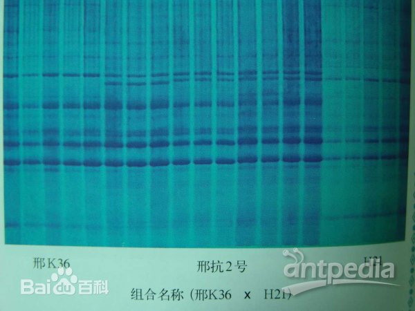 电泳的原理、分类和应用