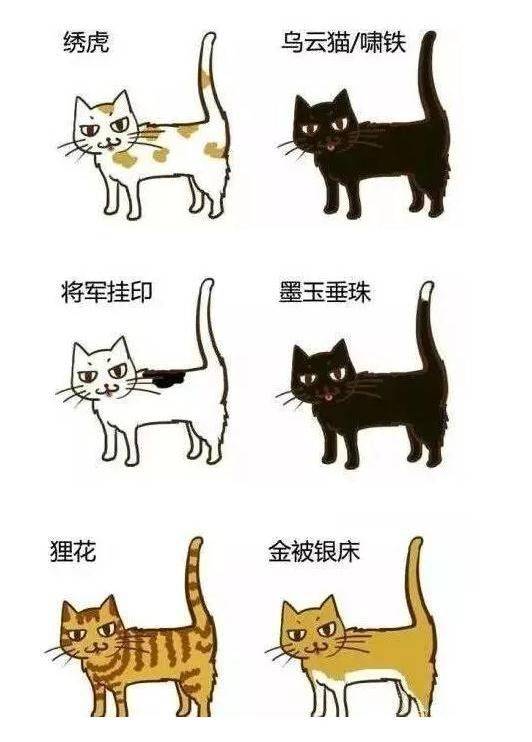 古代猫奴有多拼？你看看人家陆游！