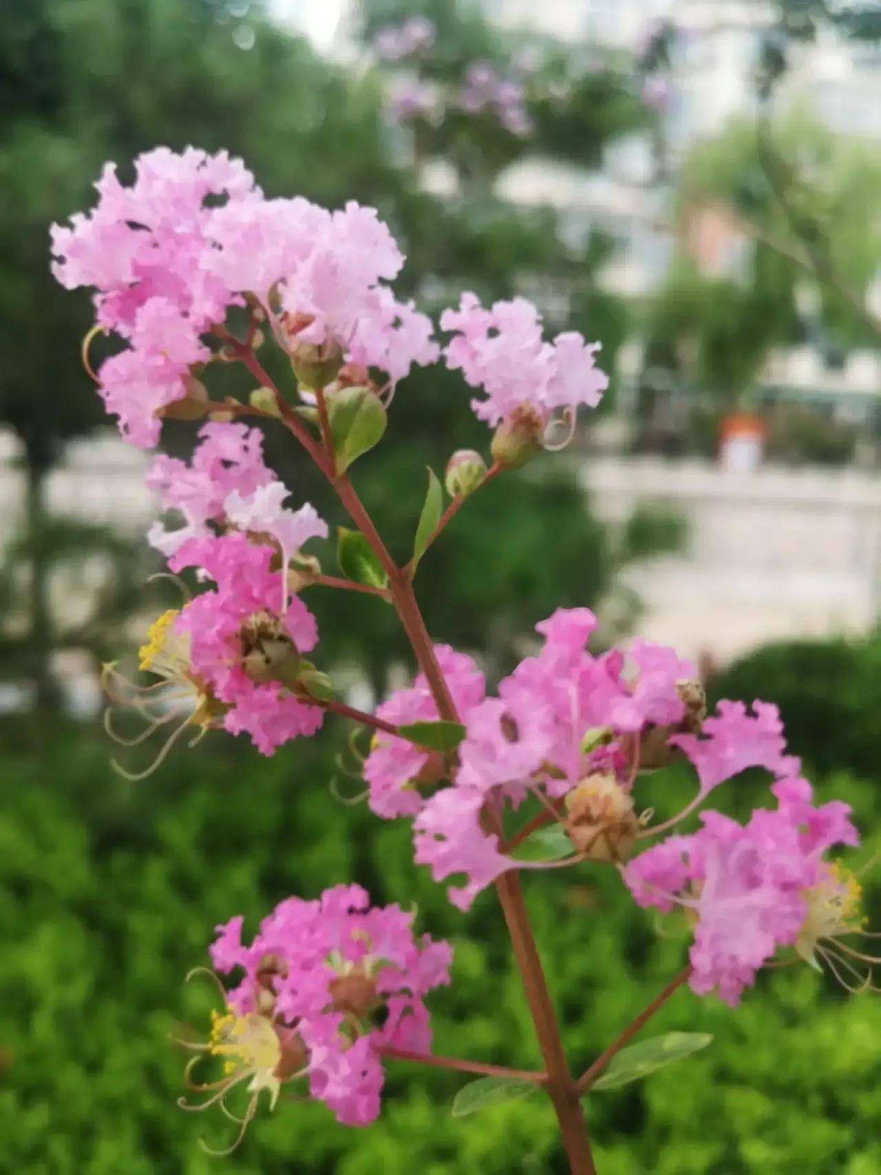 秋天，仿佛春天的秋天