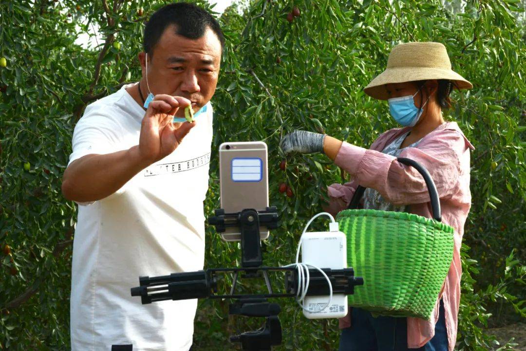 若羌：金秋时节枣飘香农民丰收笑开颜