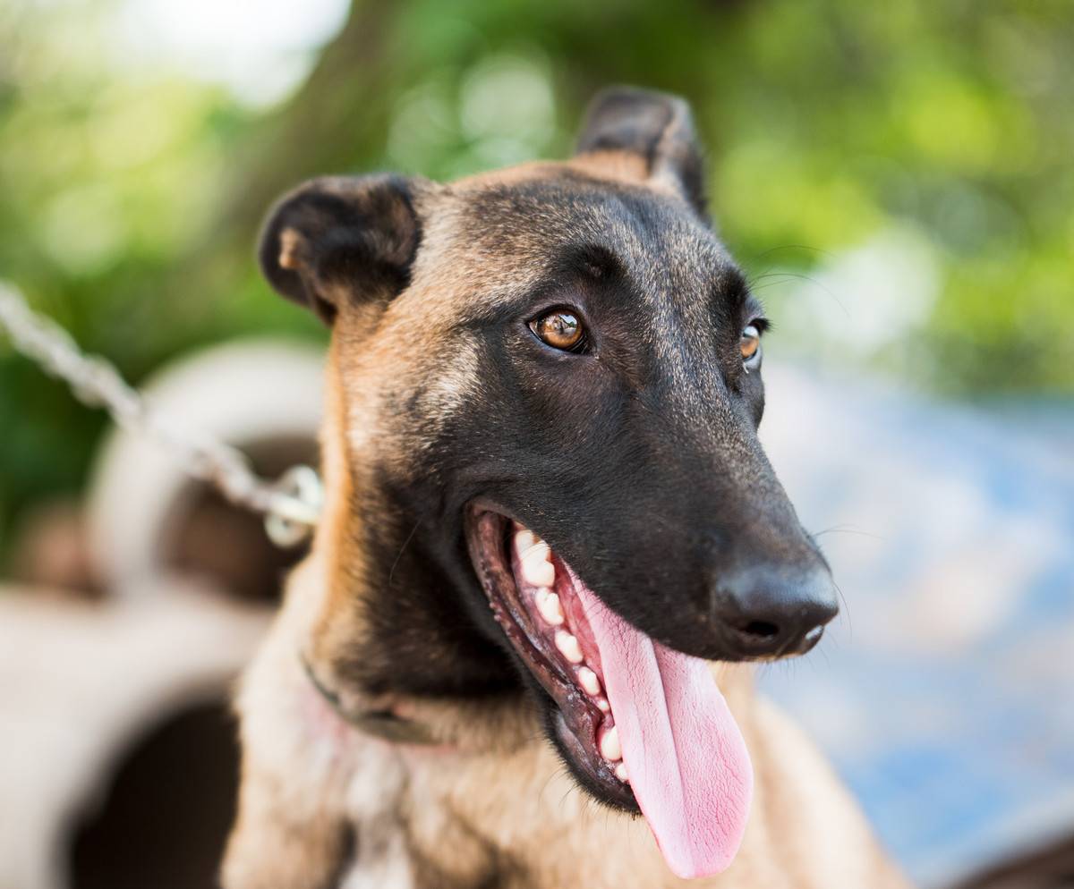 马犬的6大缺点，网友：就算想养也不敢养啊