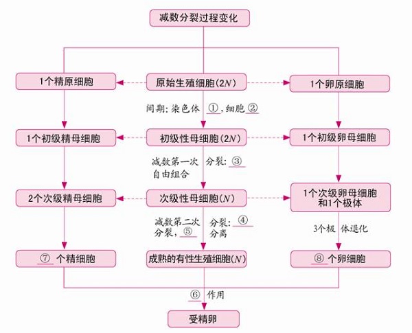 高中生物必修二知识框架图