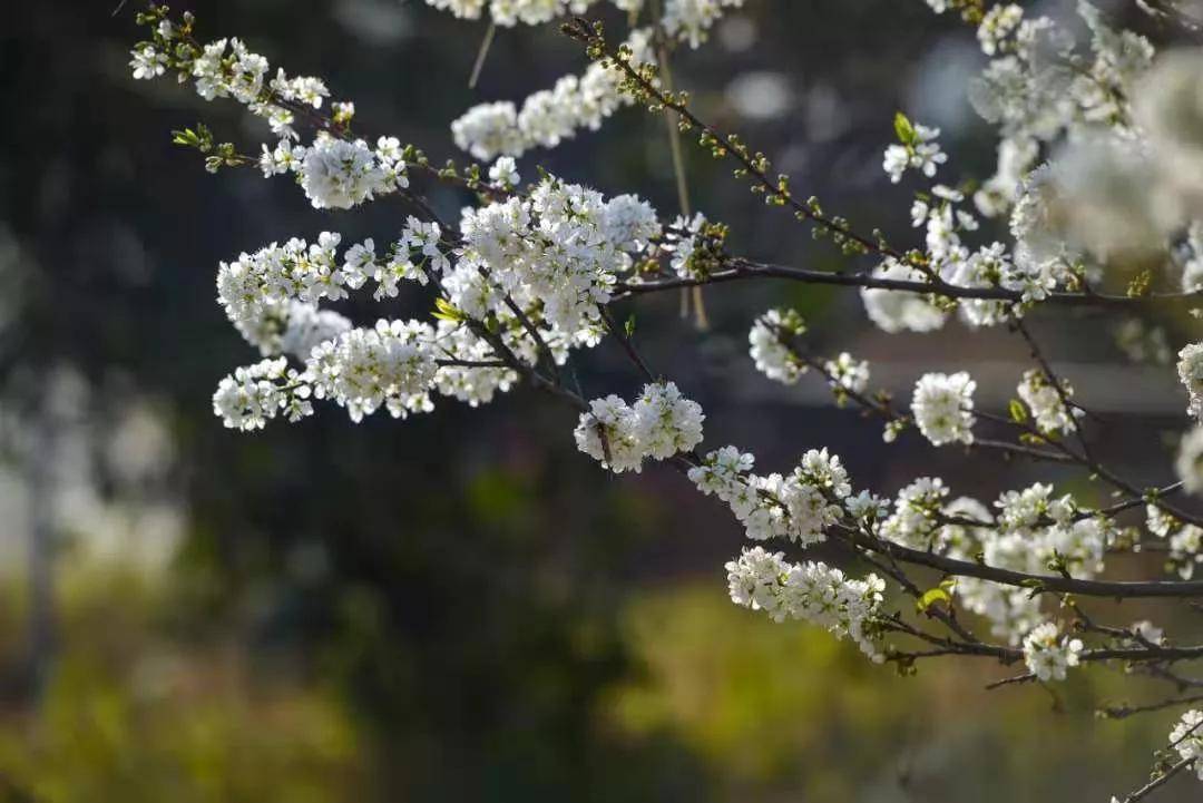 走，踏春！莆田那些正当时的赏花胜地……