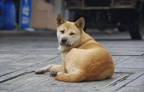 5种最适合上班族饲养的狗狗——养宠推荐
