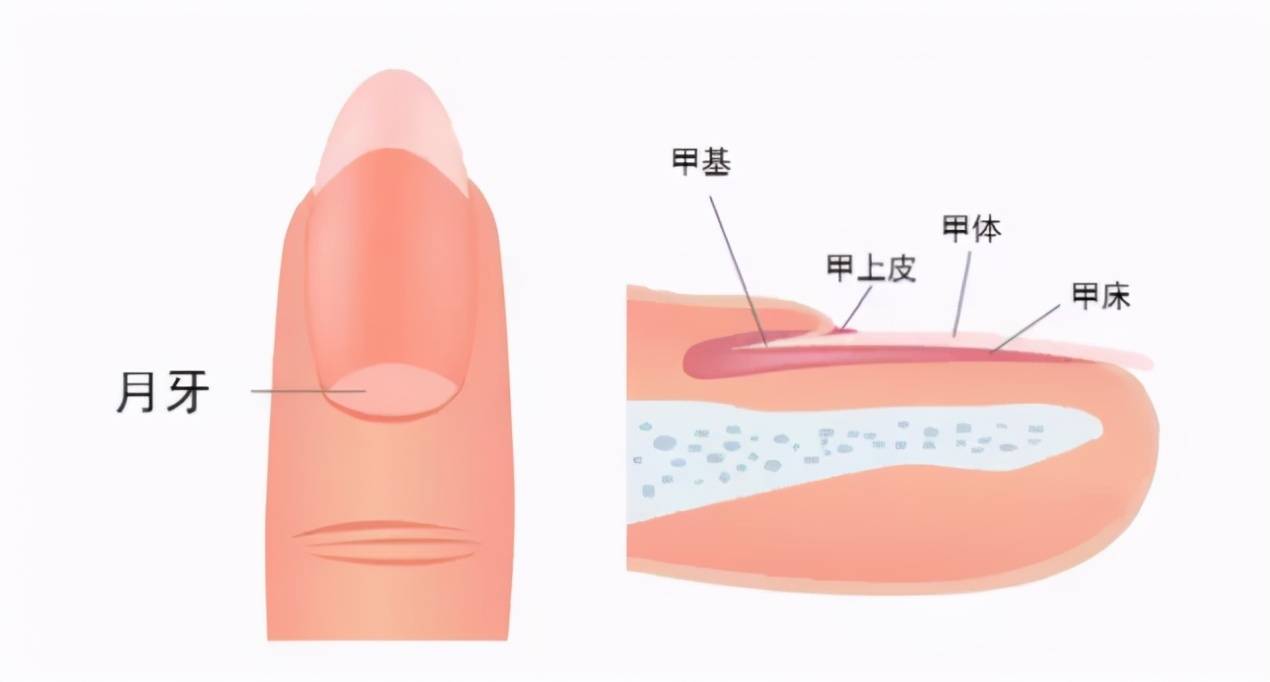 指甲上的月牙、黑线、白点代表什么？为了健康，有些问题不要忽视