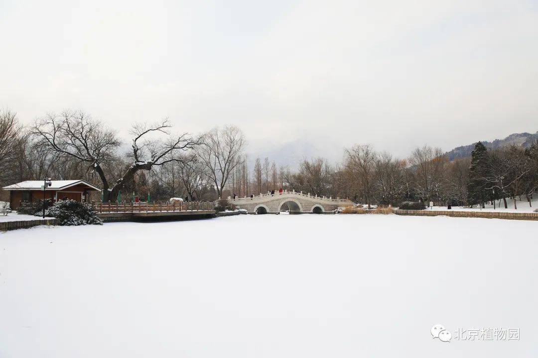 2021年初雪，北京号带您看最美的北京城