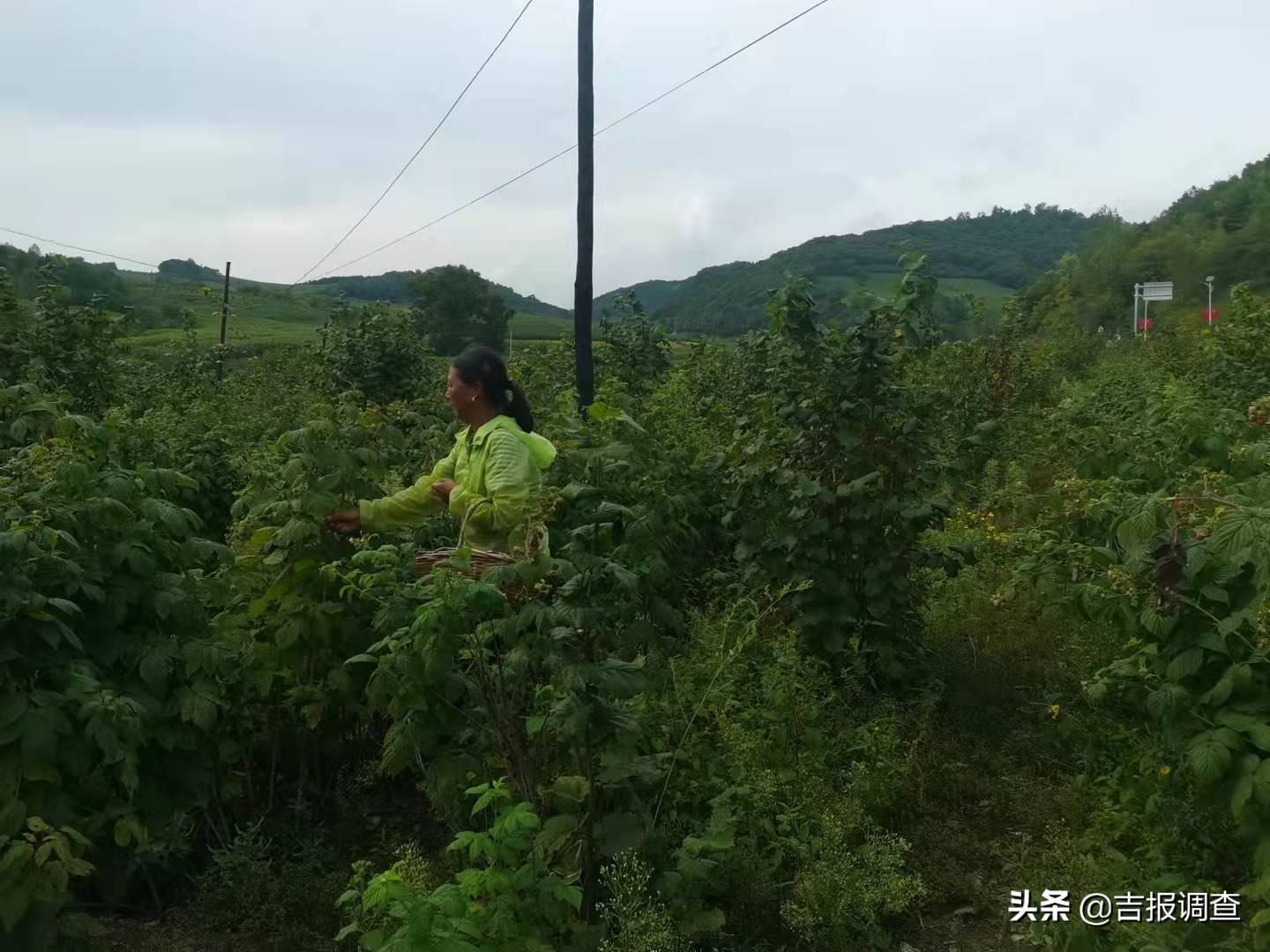 小树莓要成大气候！抚松县抽水乡科学拓宽农业增效、农民增收新路子