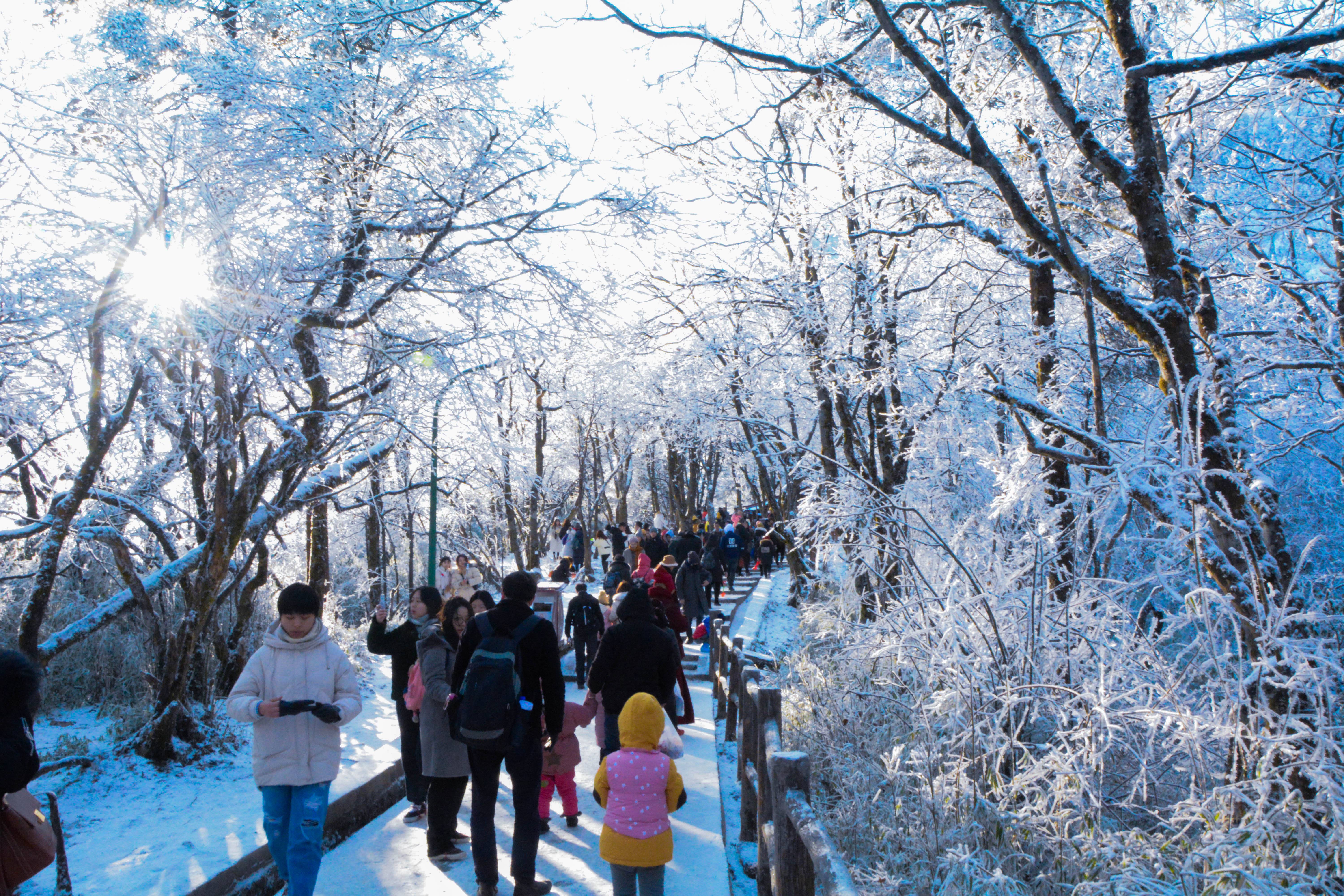 峨眉山冬游记——象城、云海、雪松、金顶、四面十方普贤金象