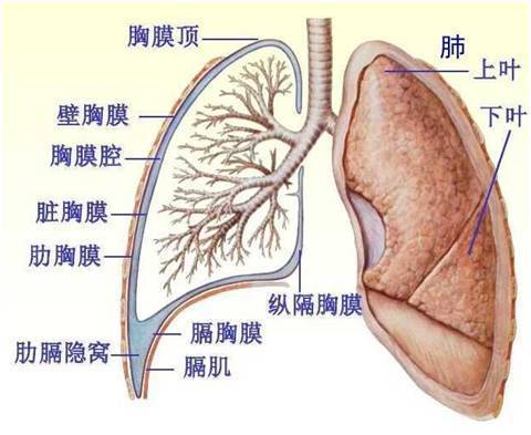 什么是胸腔积液？胸腔积液又是怎么形成的？