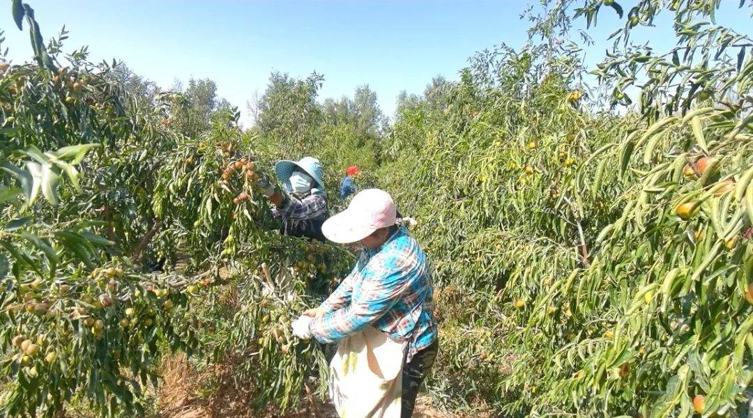 若羌：金秋时节枣飘香农民丰收笑开颜