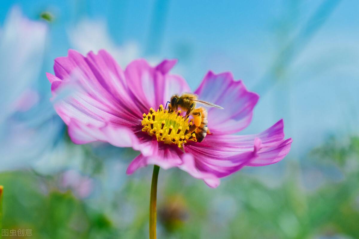 不同颜色的16朵玫瑰代表什么？