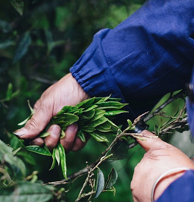 乌龙茶有哪些品种？