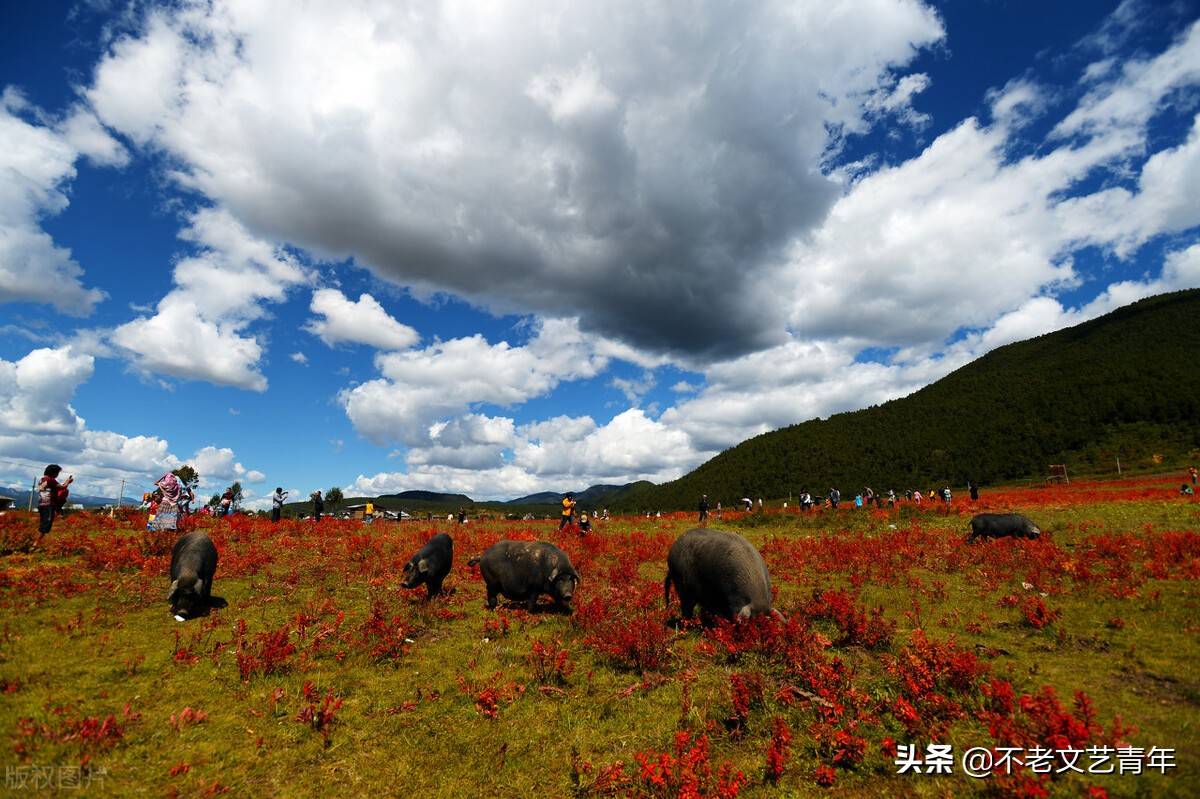 香格里拉最后的净土，我们每个人的心中，都需要一个香格里拉