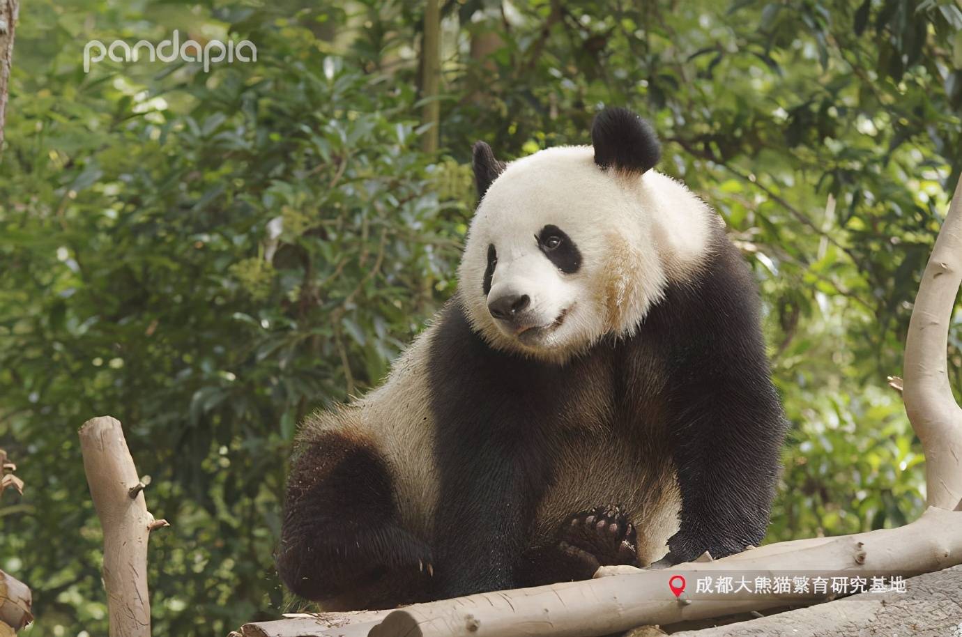 出彩“滚滚”| 名字倒过来念，果然别有一番风味