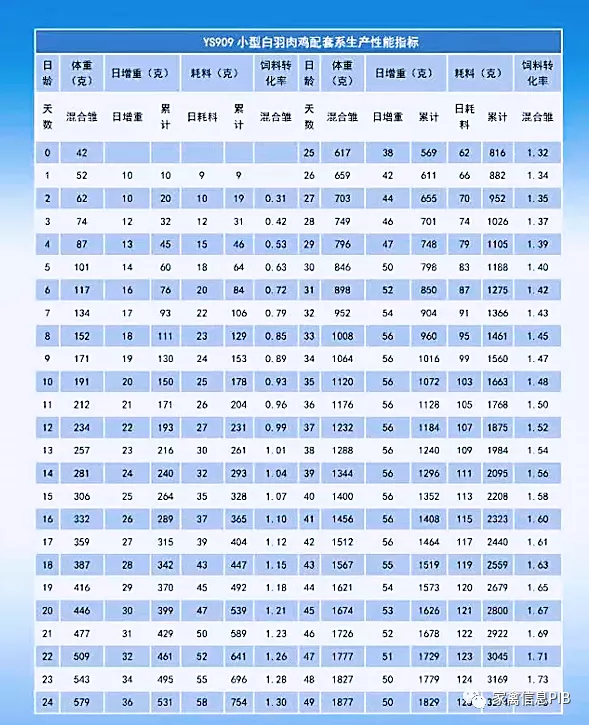 小白鸡三国争霸：817 VS 小优鸡VS 益生909，谁才是“战斗鸡”？