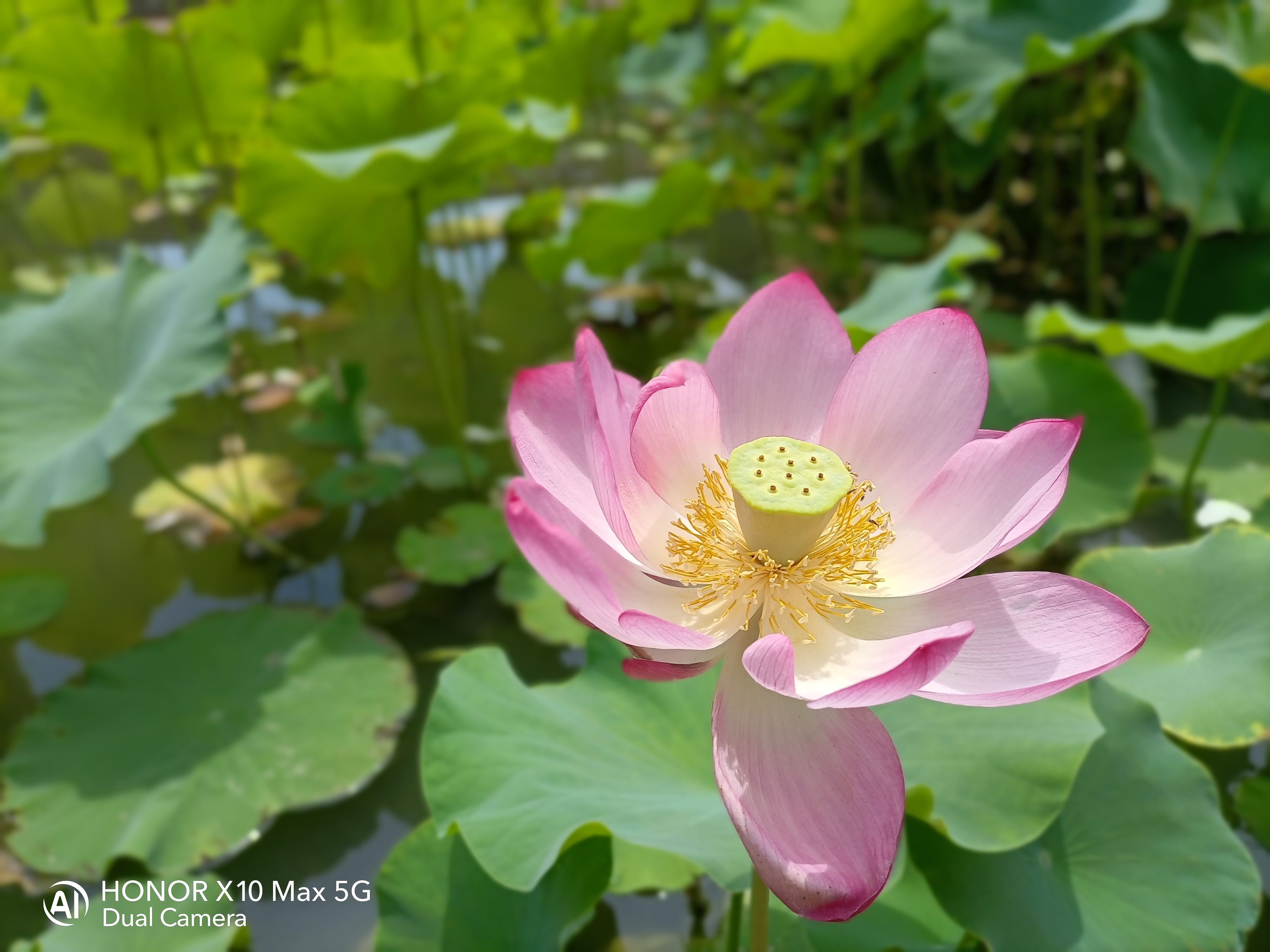 荣耀 X10 Max 评测：除了大屏、大声、大电量，它还有什么？