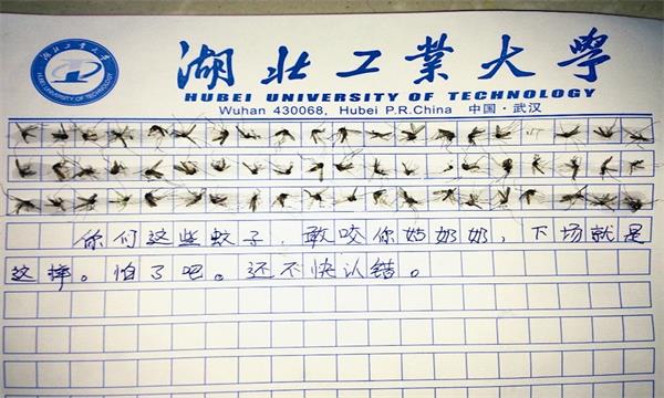 60只蚊子写作文图片