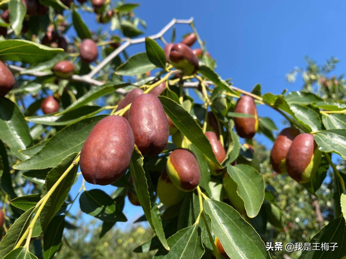 天凉了，女人多吃“营养全能冠军”，补充胶原蛋白，皮肤紧致细腻