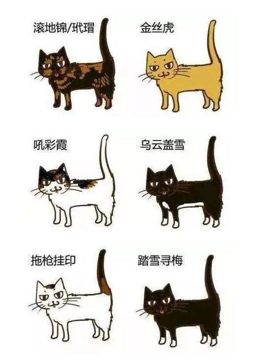 古代猫奴有多拼？你看看人家陆游！