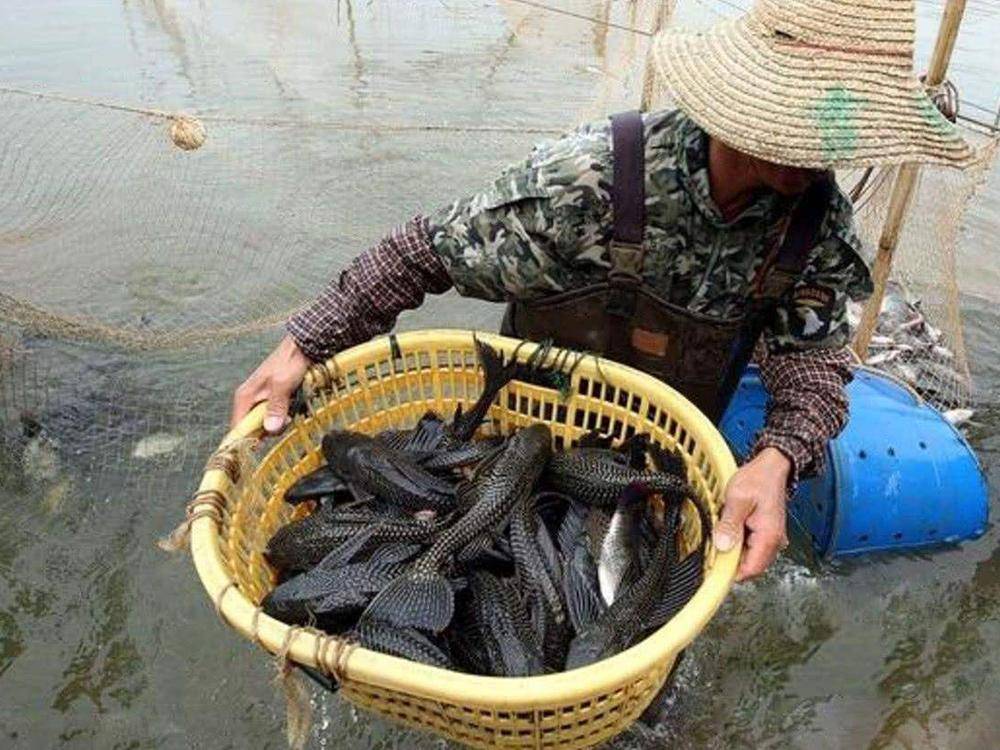 清道夫，从水族馆的座上宾到鱼塘“害人精”，为何人人喊打