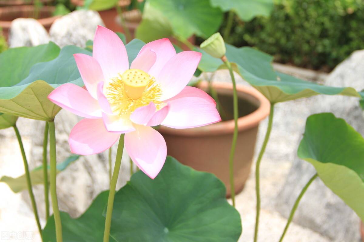 夏季时蔬不少，番茄黄瓜豆角。这几道时令佳肴，简单易做超好吃