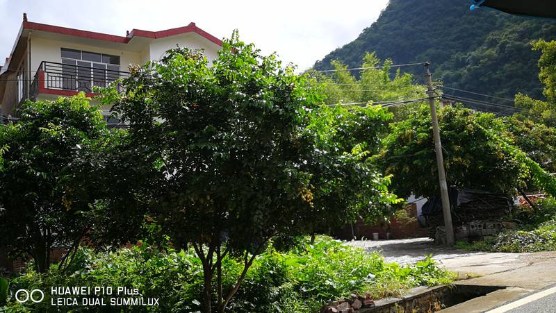 醉美桂林水、烟雨阳朔行（九）——漫游十里画廊