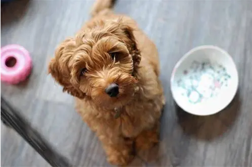 泰迪犬最爱吃的几种食物，你喂了吗？