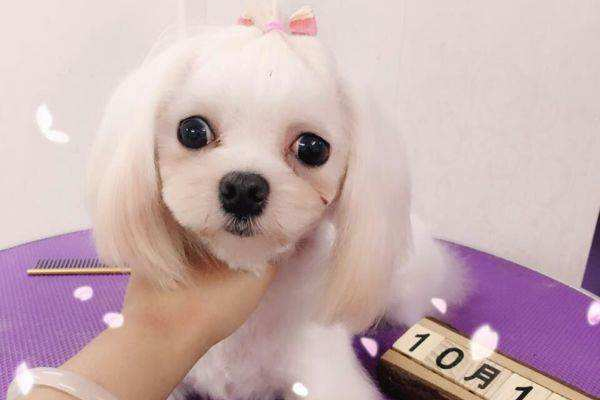 十大适合家养的小型犬，有我喜欢的小短腿，你们家养的啥？