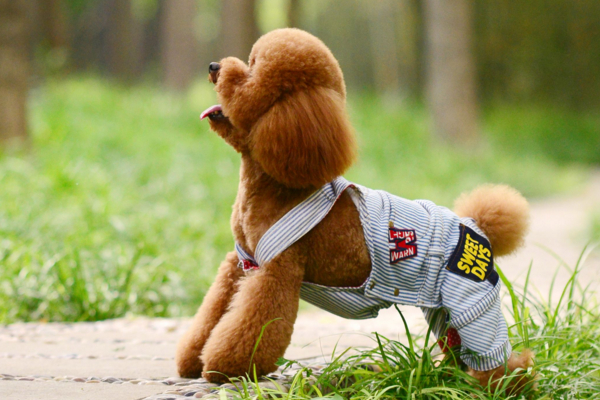 十大适合家养的小型犬，有我喜欢的小短腿，你们家养的啥？