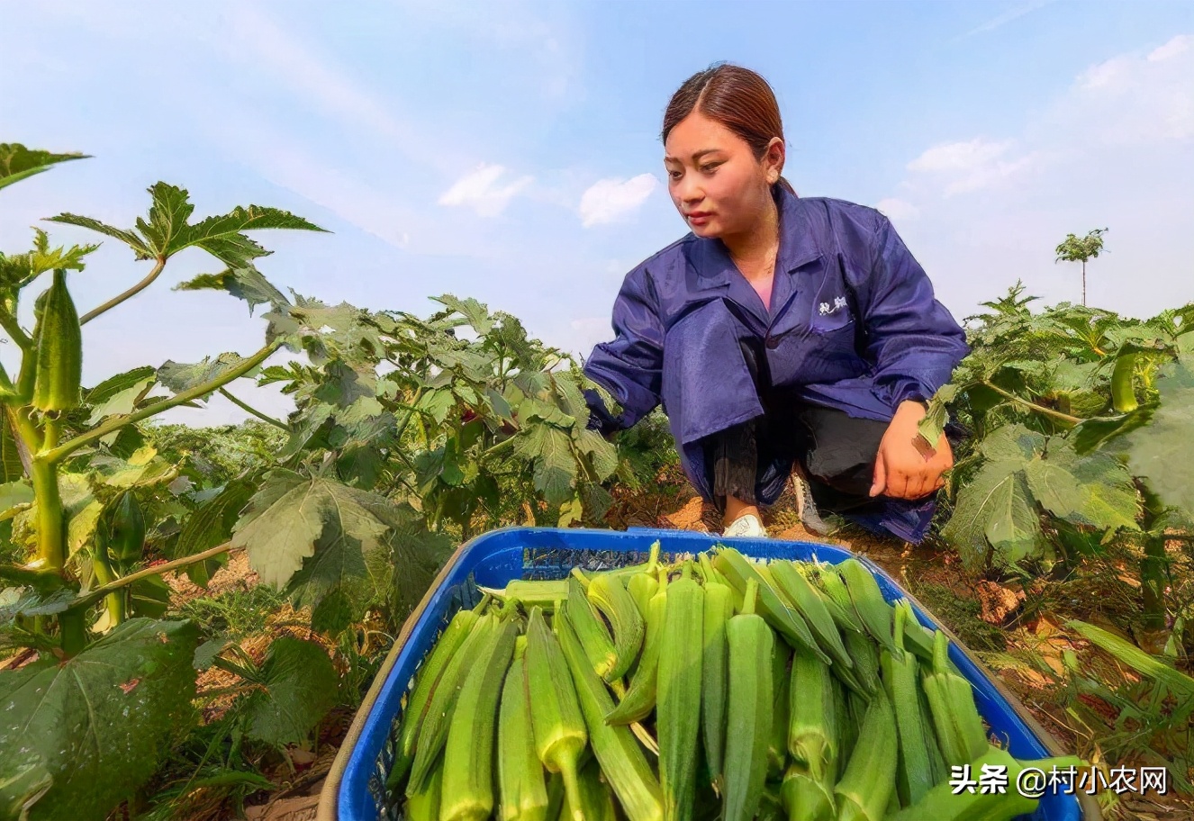 在农村创业，这6个销路好的种植项目，你觉得哪个最有前景？