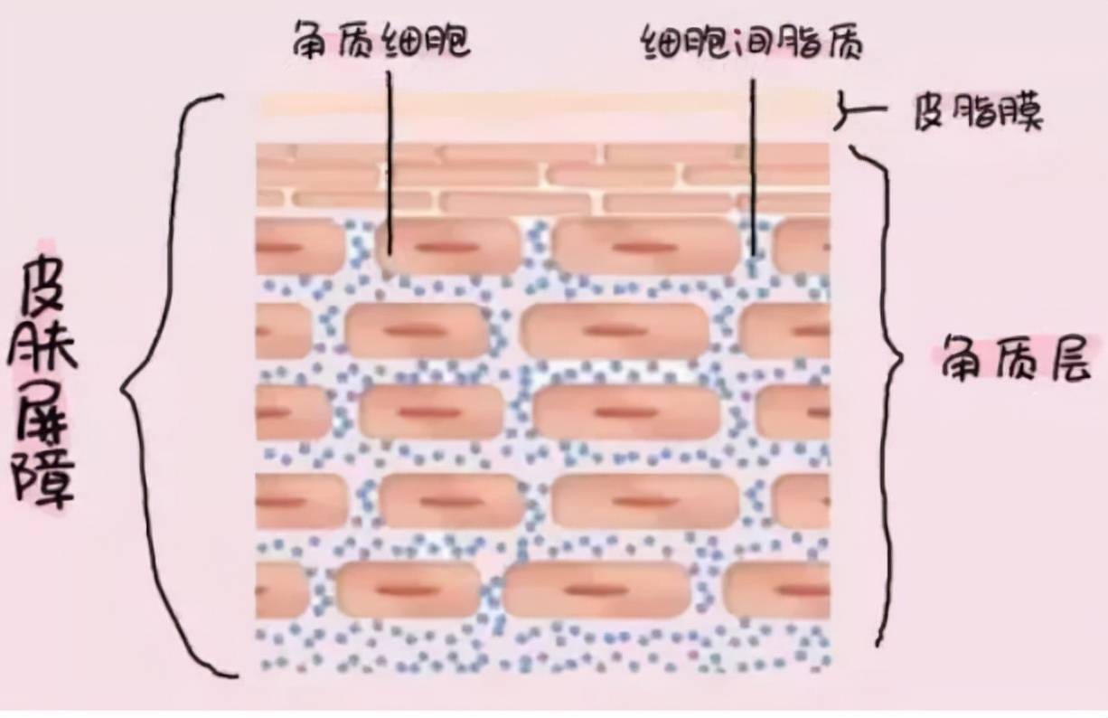 角质层薄该如何改善？认清原因很关键，照着做轻松养厚角质层