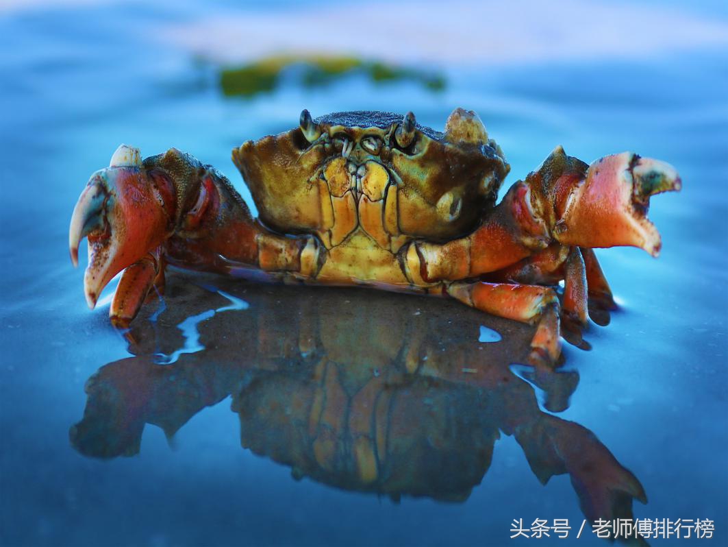 大闸蟹品牌六大排行榜，你吃过哪几种？