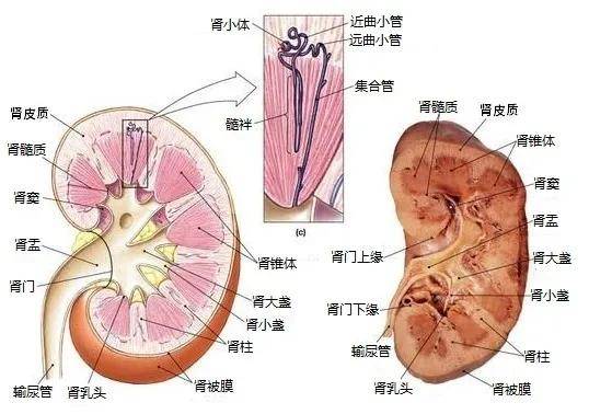 带你了解我们的肾脏