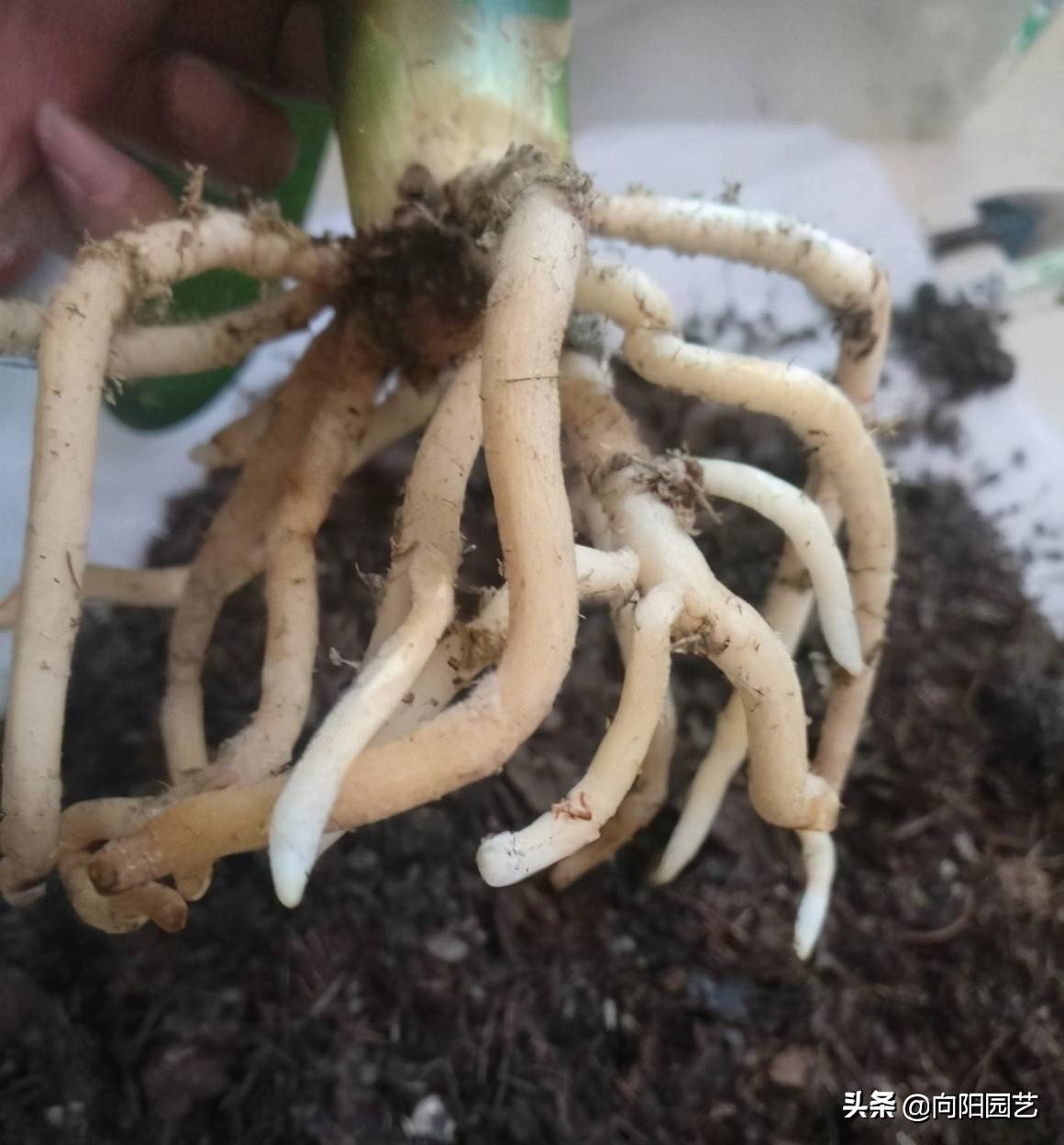 ​养君子兰，什么样的植料最好？应该怎么搭配？分享几个技巧