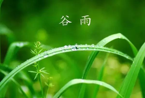 谷雨早安问候图片 谷雨节气祝福图片