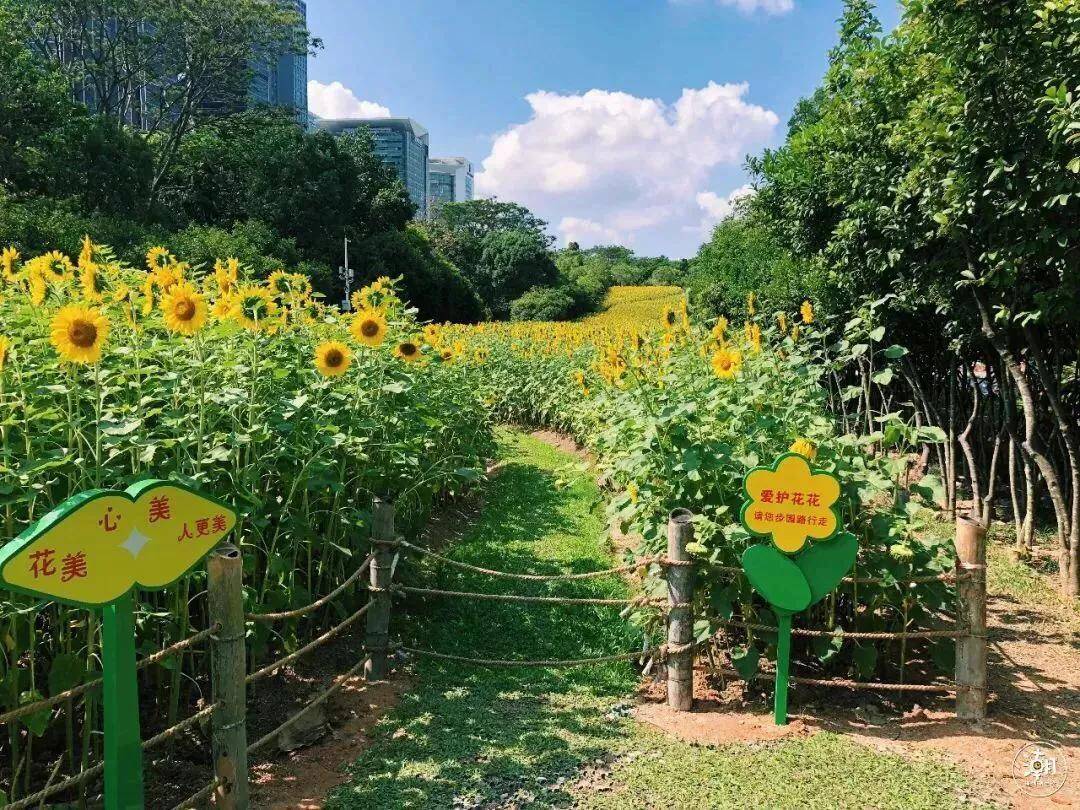 深圳十大免费花海公园