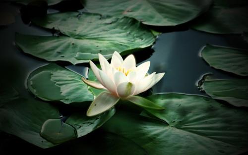 【摆渡】一念花开(散文) 【摆渡】一念花开(散文)
