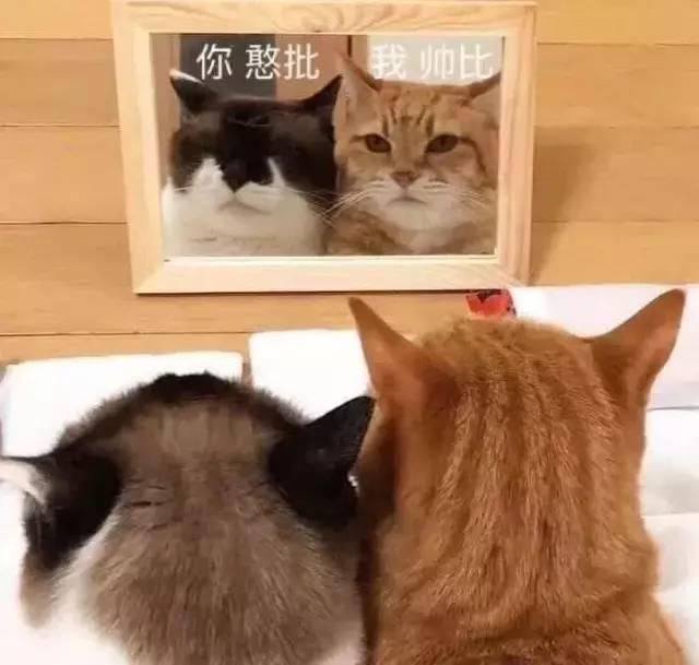 减肥与美食的搞笑句子