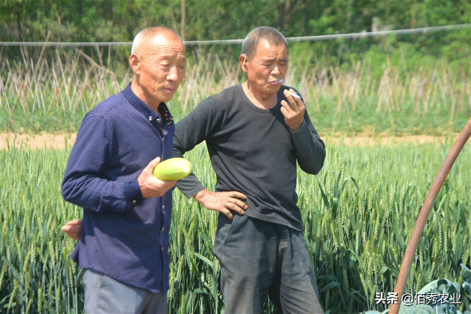 农村小伙回乡种蔬菜：比做生意稳当，比打工自由，在村里有面子