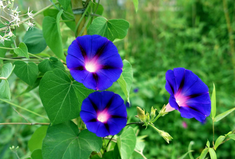 怀念牵牛花