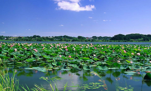 洪湖水 我心中的最美