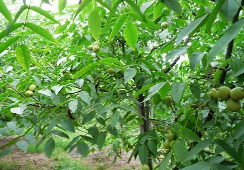 故乡那棵核桃树