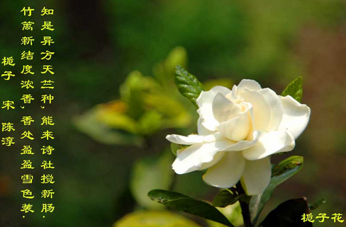 栀子花的仲夏 透不尽的伤