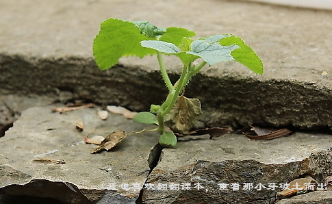 岩石缝中的生命