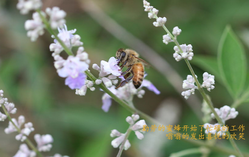 漫步春天